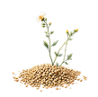 Ajwayan (Carum Copticum)