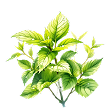 Pudina (Mint)