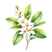 Vasaka (Adhota Vasica)
