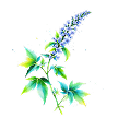 Tulsi
(Holy Basil)